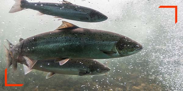 ISCVE DNH Save our Salmon 600x300 Image 2023